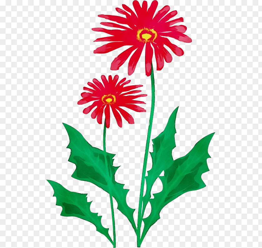 Flower Barberton Daisy Plant Pedicel Gerbera PNG