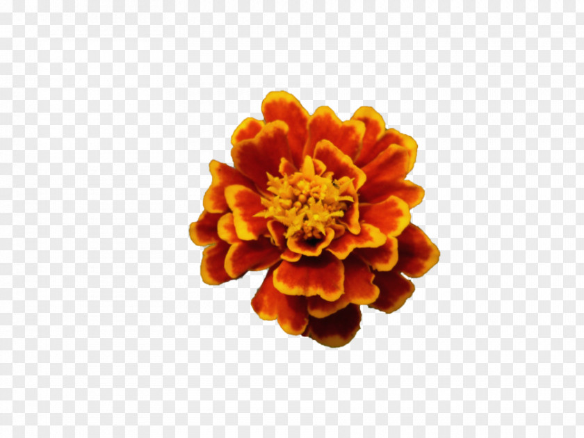 Flower Common Poppy Orange Blossom PNG