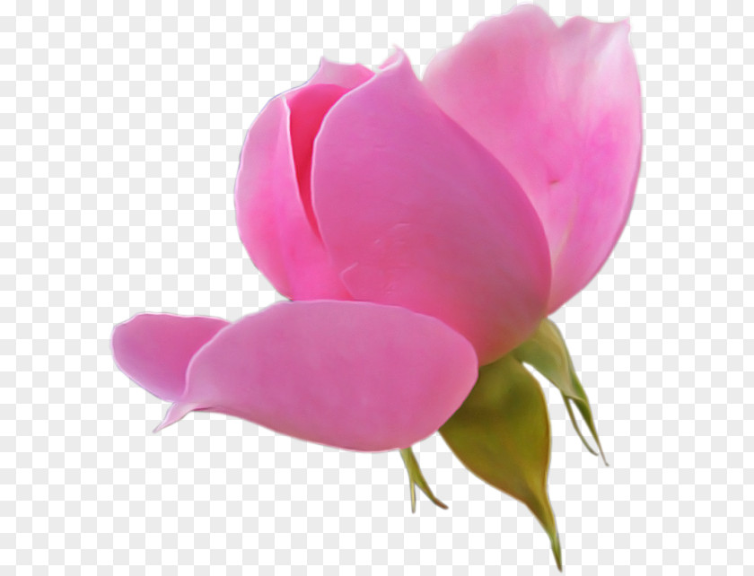Plant Stem Pedicel Petal Flowering Pink Flower PNG