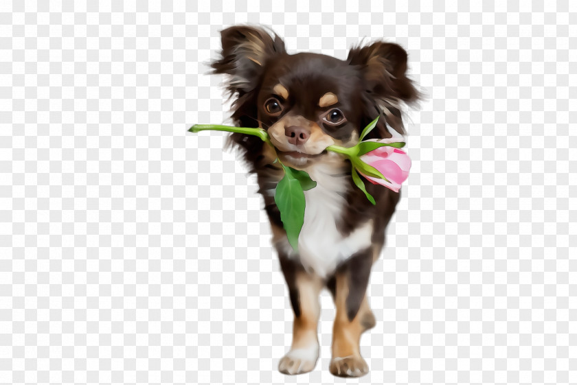 Russkiy Toy Chihuahua Dog Breed Puppy Companion PNG