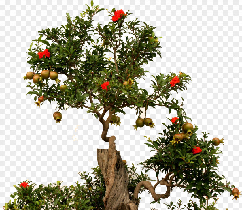 2017+ Green + Pomegranate Tree Bonsai Fruit Root PNG