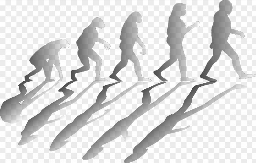 Evolution Human Homo Sapiens Clip Art PNG
