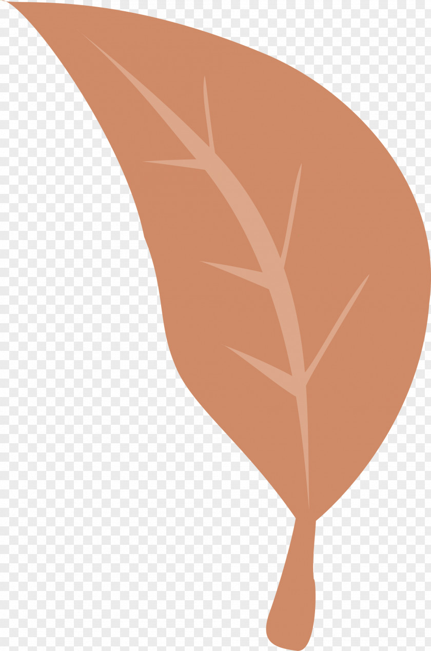 Leaf Angle Font Biology Plant Structure PNG