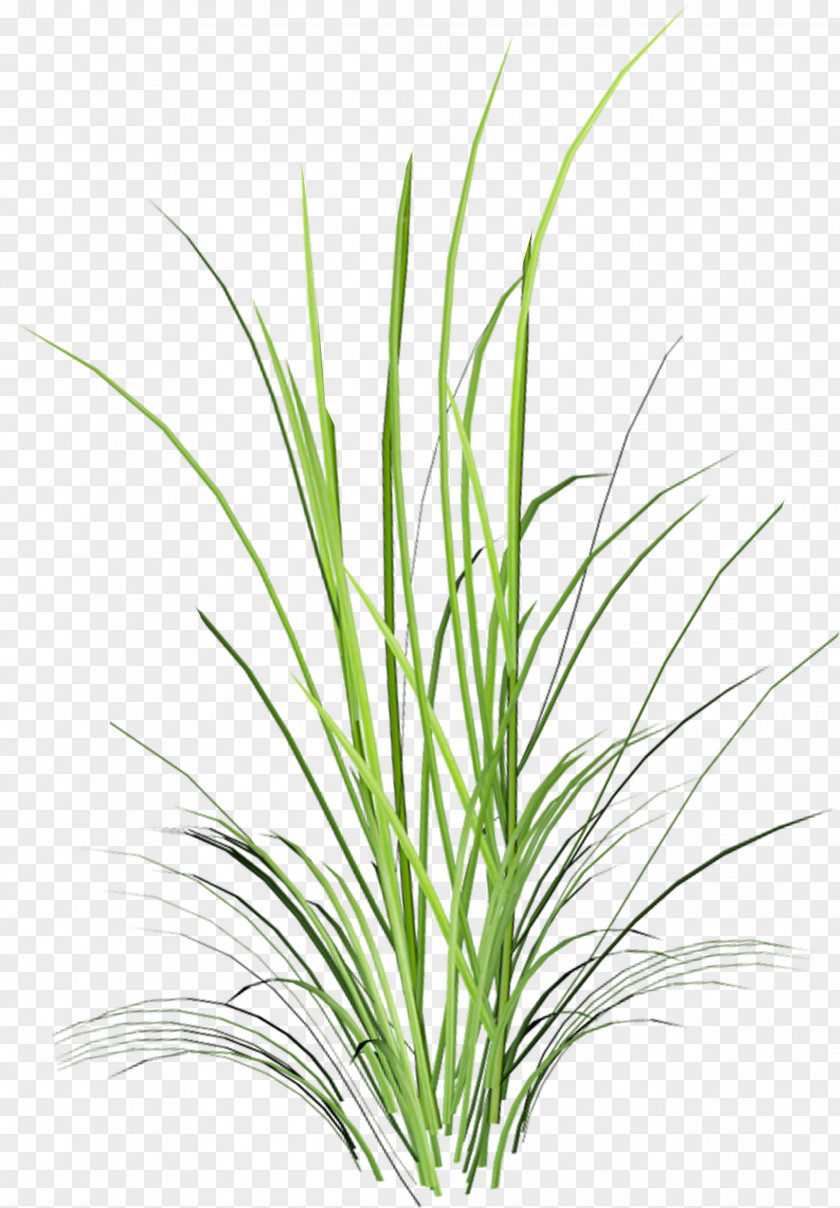 Leaf Sweet Grass Herbaceous Plant Branch PNG