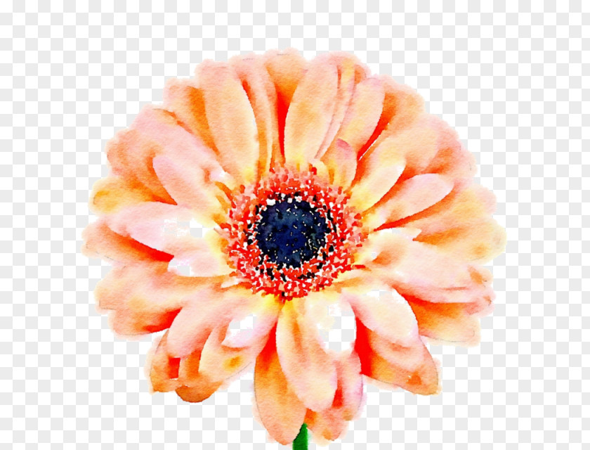Peach Clip Art Flower Image PNG