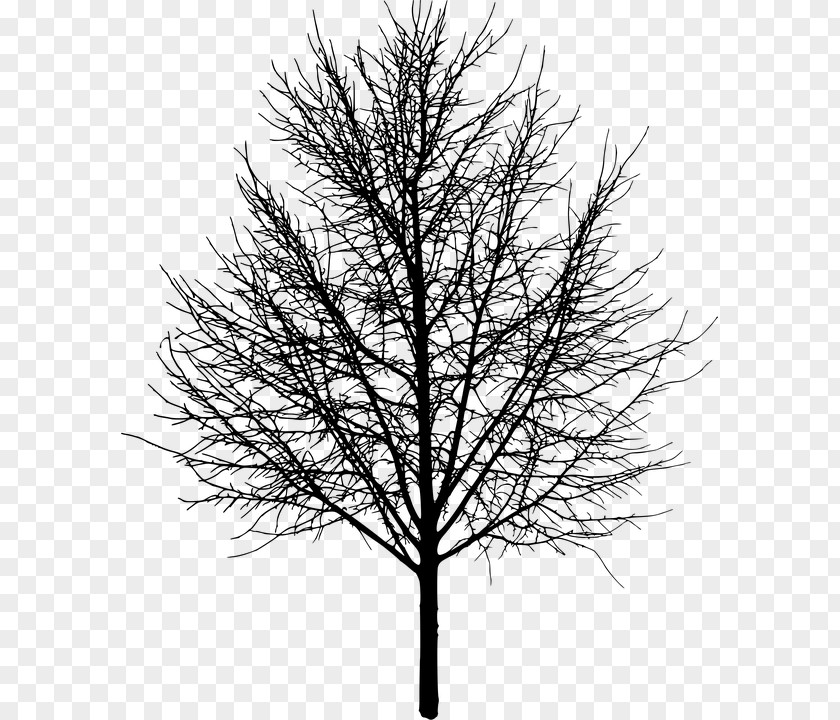 Arbol Negro Tree Silhouette PNG