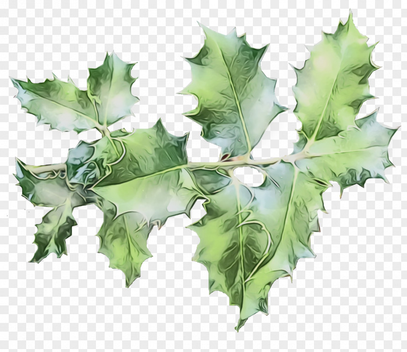 Black Maple American Holly PNG