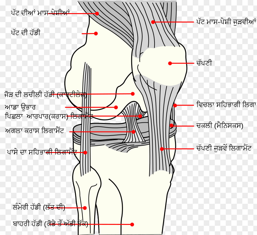 Knee Medial Collateral Ligament Anterior Cruciate Posterior PNG