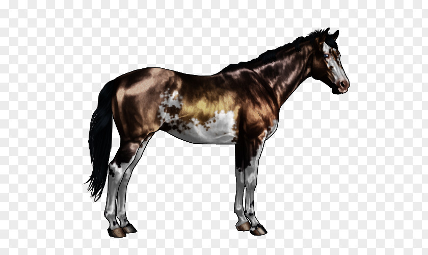 Mustang Appaloosa American Paint Horse Stallion Roan PNG