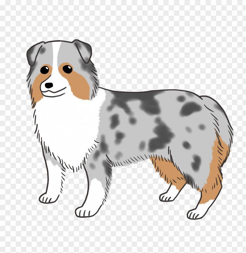 Australian Shepherd Dog Breed Puppy Companion Snout PNG