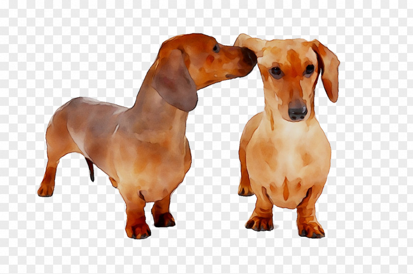Dachshund Puppy Dog Breed Companion Snout PNG