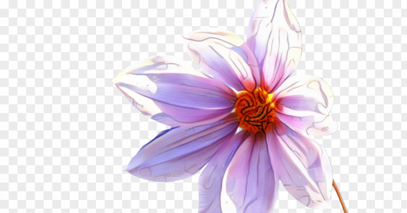 Dahlia Cut Flowers Coneflower Purple Daisy Family PNG