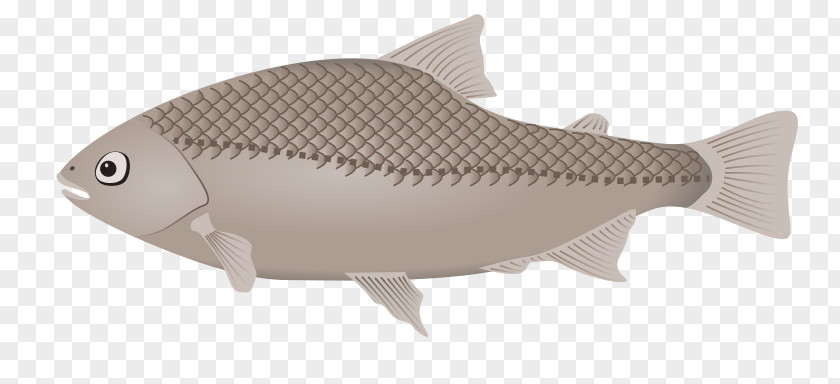 Fish Clip Art PNG