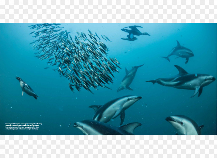 National Geographic Dusky Dolphin Spinner Irrawaddy Patagonia PNG