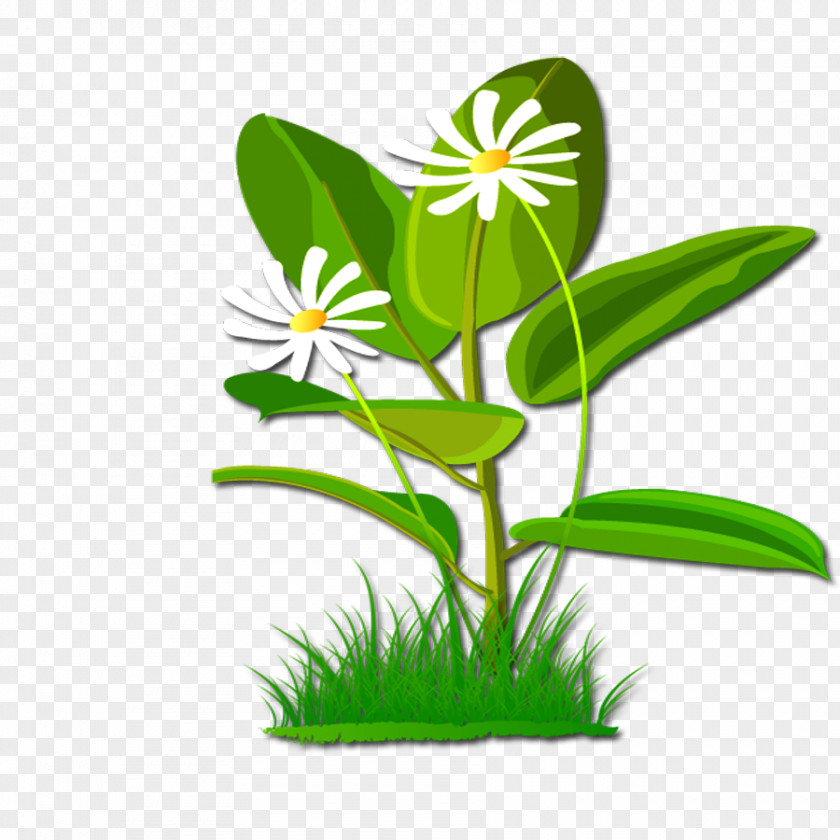 Plant Flower Download Clip Art PNG