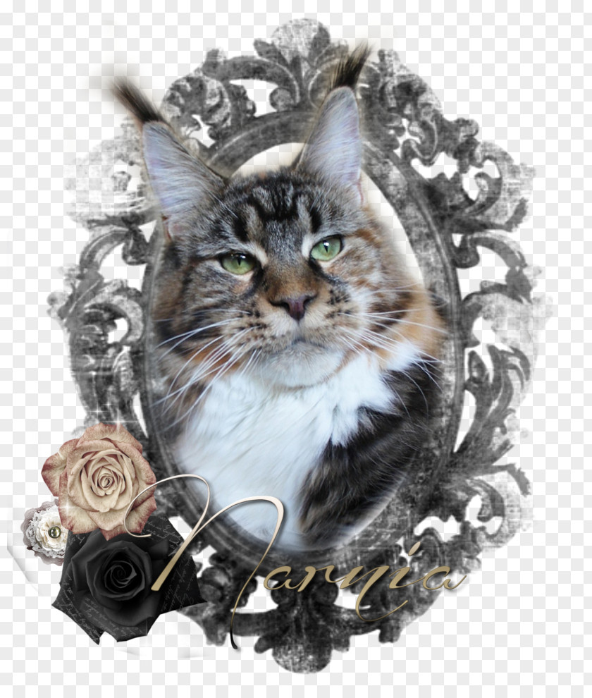 Raccoon Whiskers Maine Coon Asian Semi-longhair Norwegian Forest Cat PNG