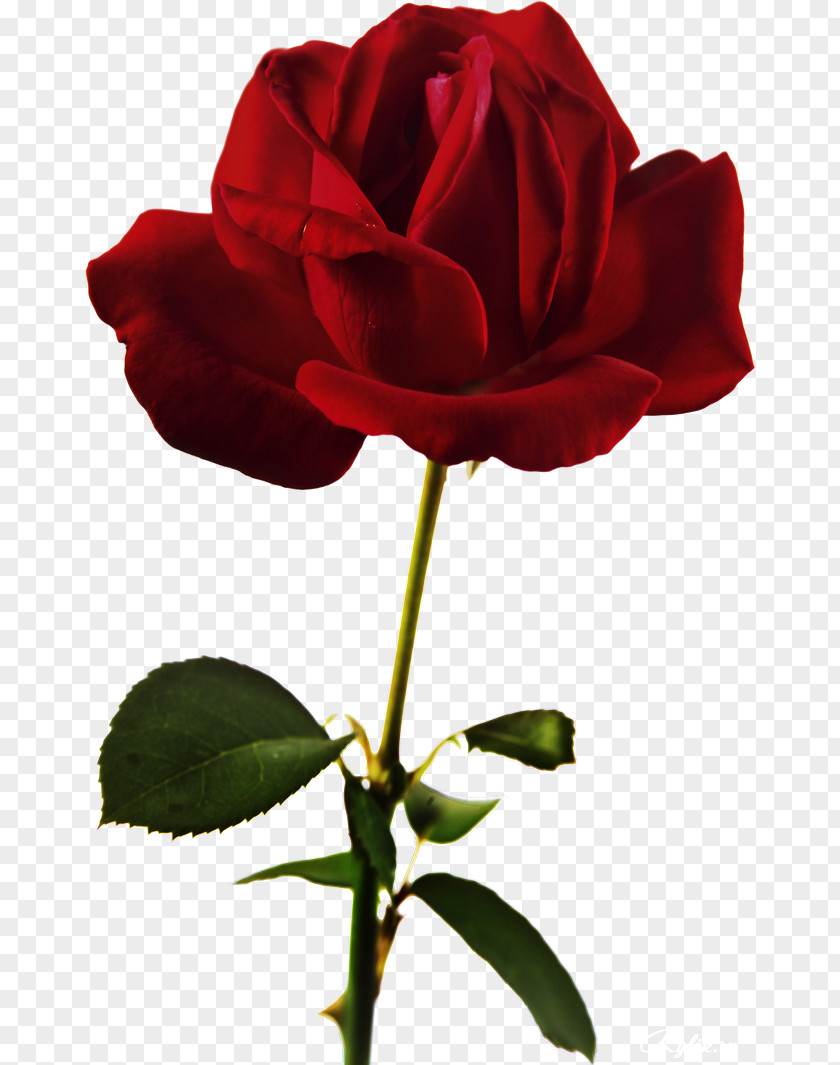 Red Rose Decorative Beach Flower PNG