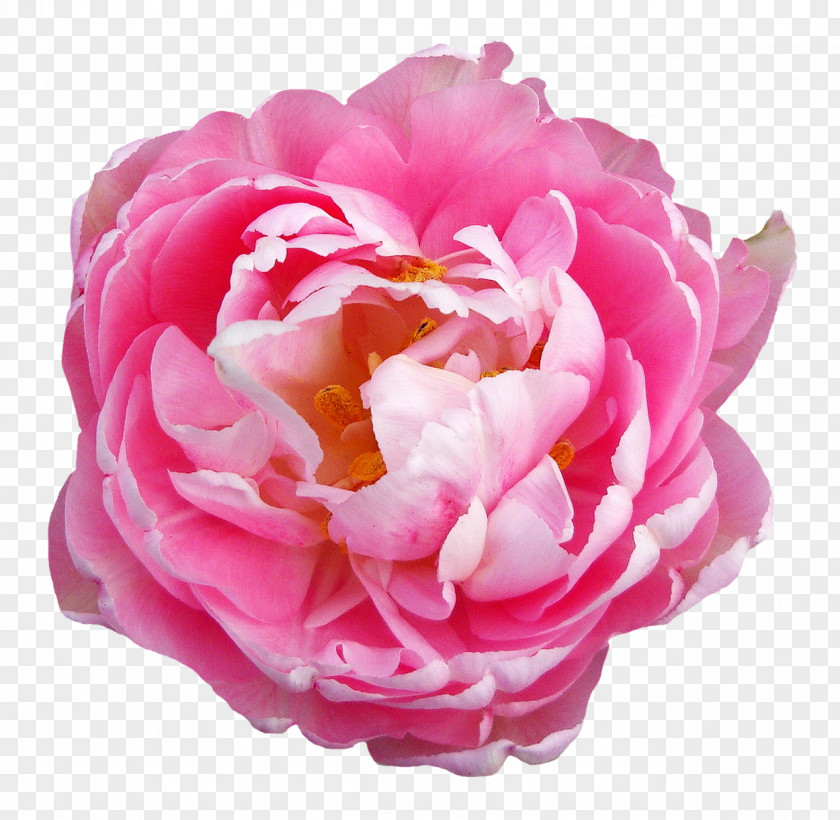 Rose Flower Pink Transparent Centifolia Roses Flowers PNG