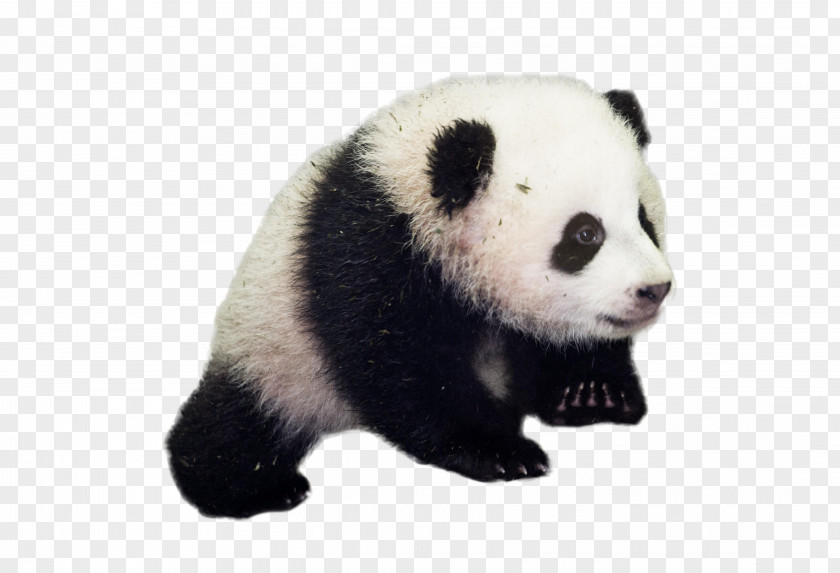 Bear Giant Panda National Zoological Park Red Diplomacy PNG