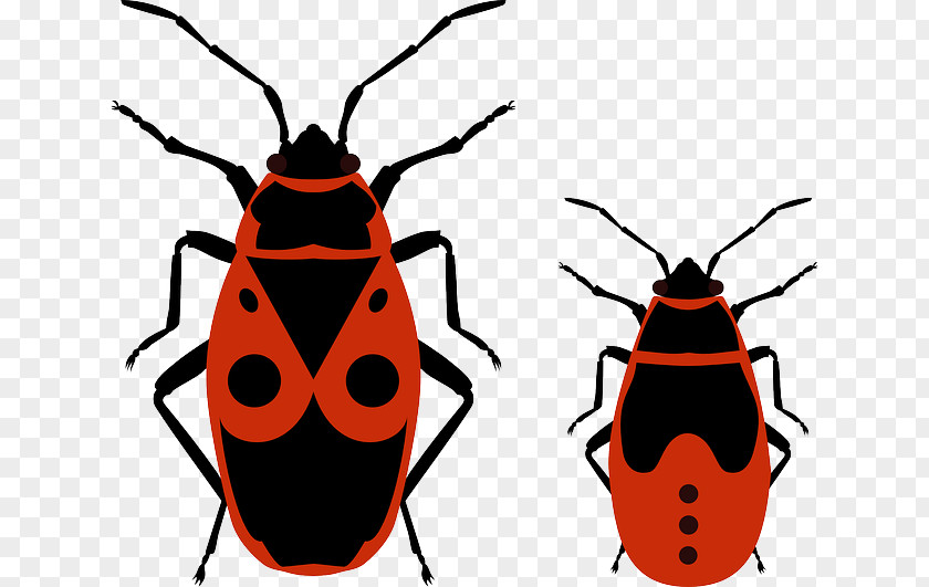 Beetle Pyrrhocoris Apterus Heteroptera Clip Art PNG