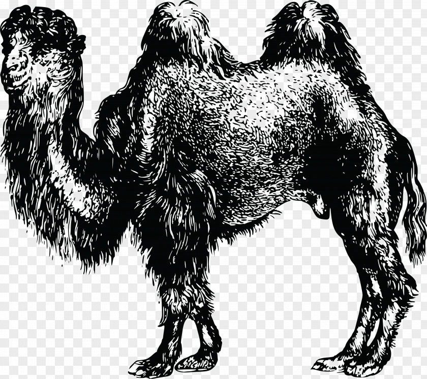 Bulldozer Dromedary Bactrian Camel Clip Art PNG