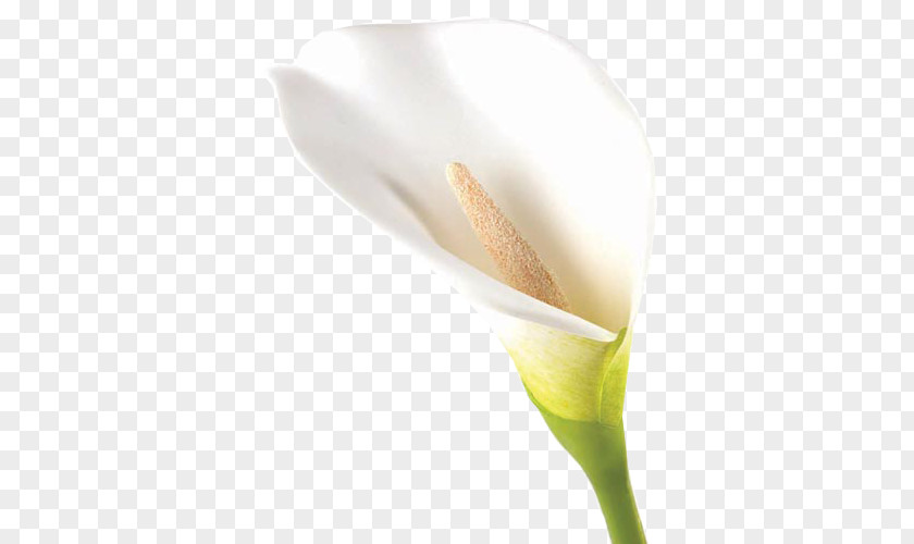 Callalily Arum Lilies Calas Flower Bud PNG