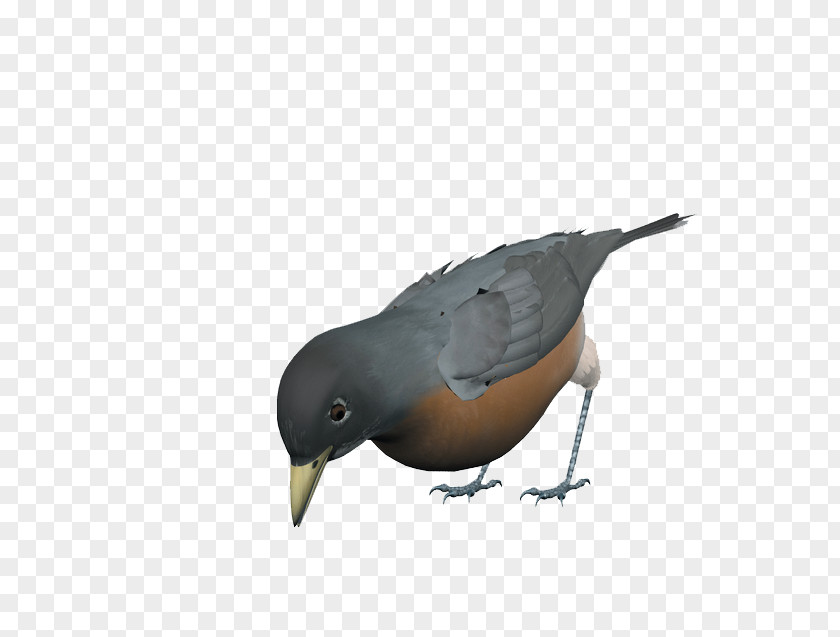 Gray Pigeon Bird Eurasian Magpie Rock Dove Beak PNG