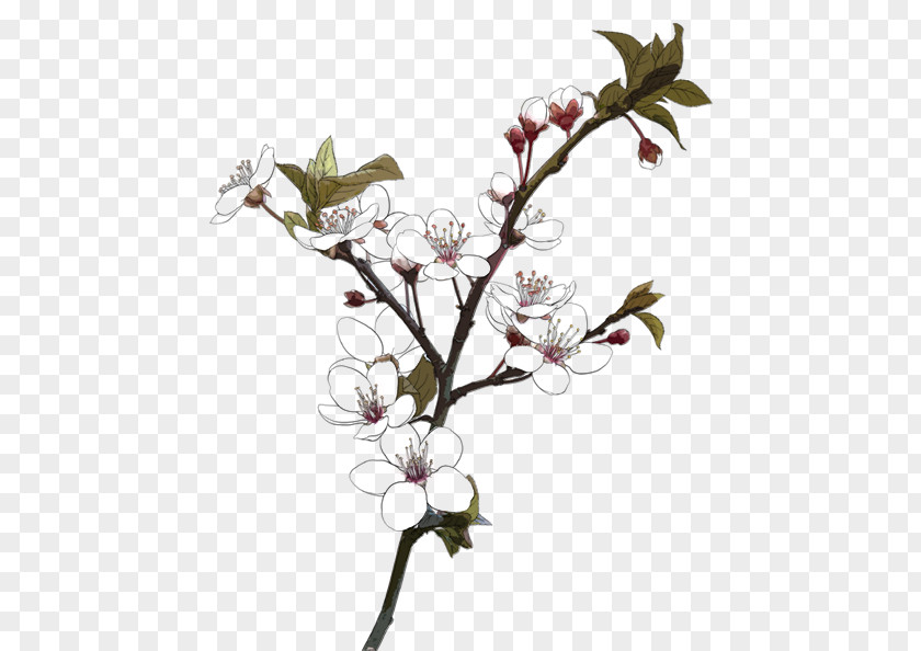 Plum Flower Drawing Download PNG
