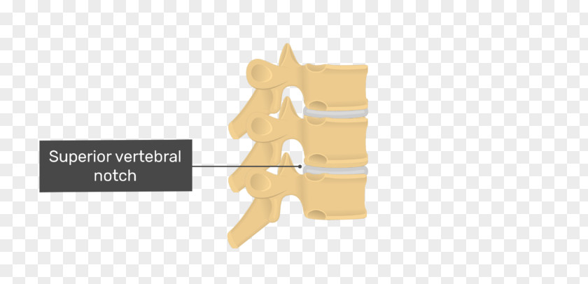 Thoracic Vertebrae Vertebral Column Human Anatomy Coccyx PNG