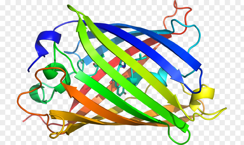 Aequorea Victoria Fluorescence Product Protein Clip Art PNG