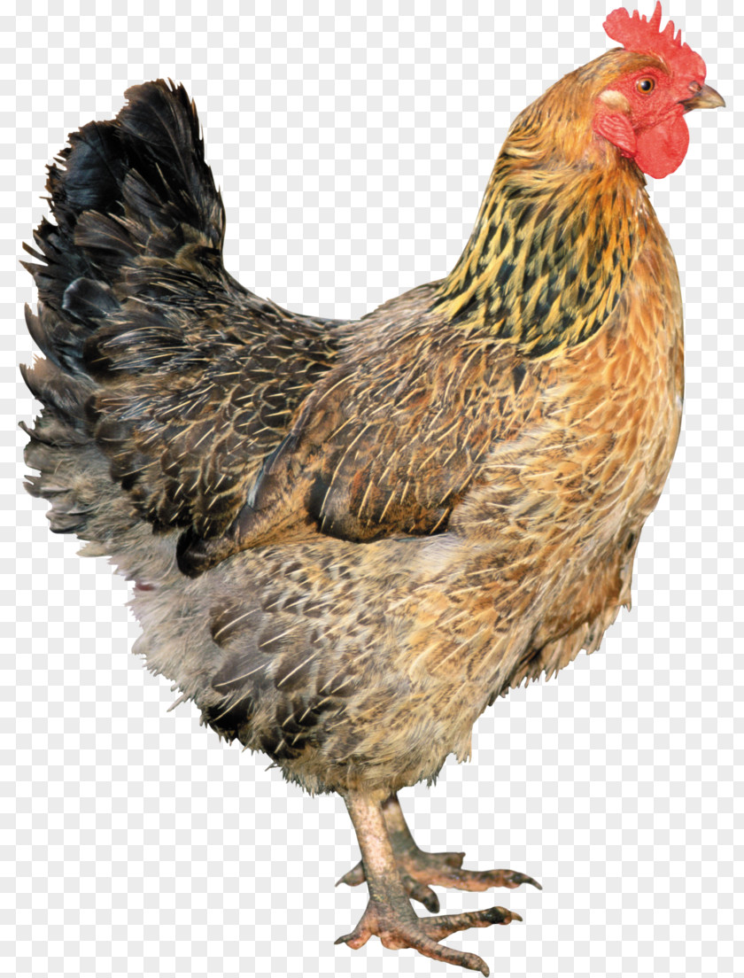 Chicks Leghorn Chicken Solid White Fowl Clip Art PNG