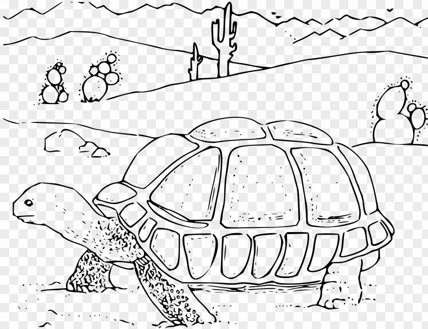 Coloring Turtle Gopherus Desert Tortoise Book Clip Art PNG