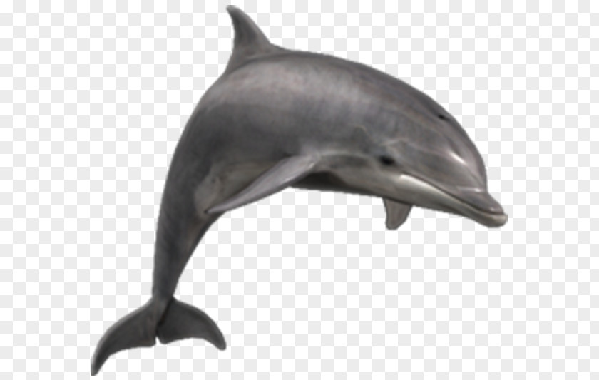Dolphin Common Bottlenose Clip Art River PNG