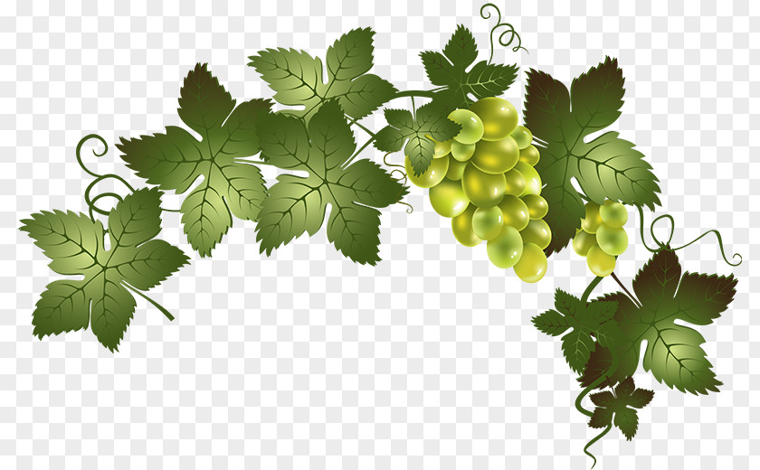 Raisin Wine Common Grape Vine Barrel Oak PNG
