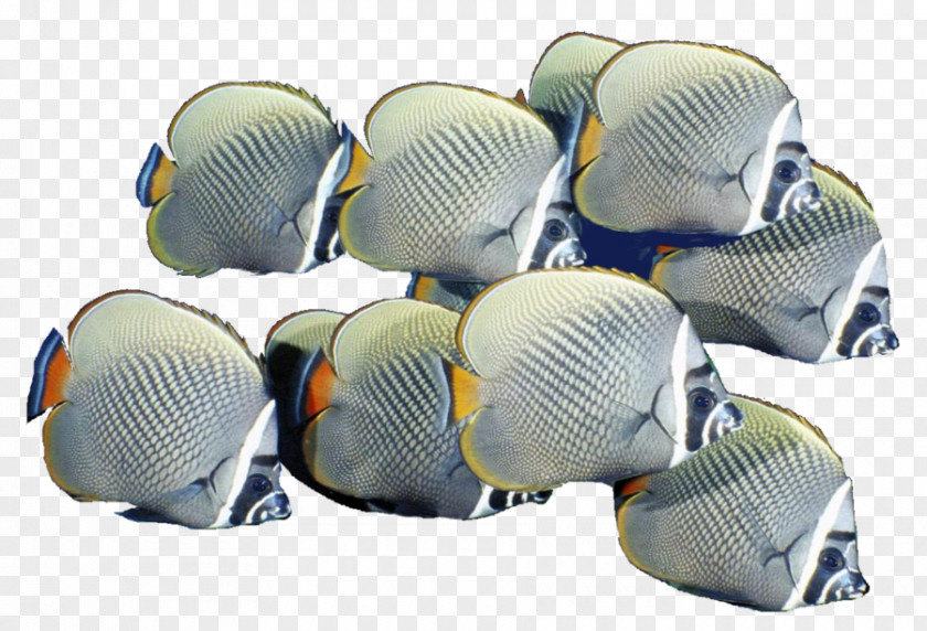 School Of Fish Free Download Shoaling And Schooling PNG