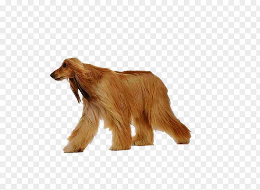 Shaggy Dog ​​walk Sapsali Cat Animal Walking PNG