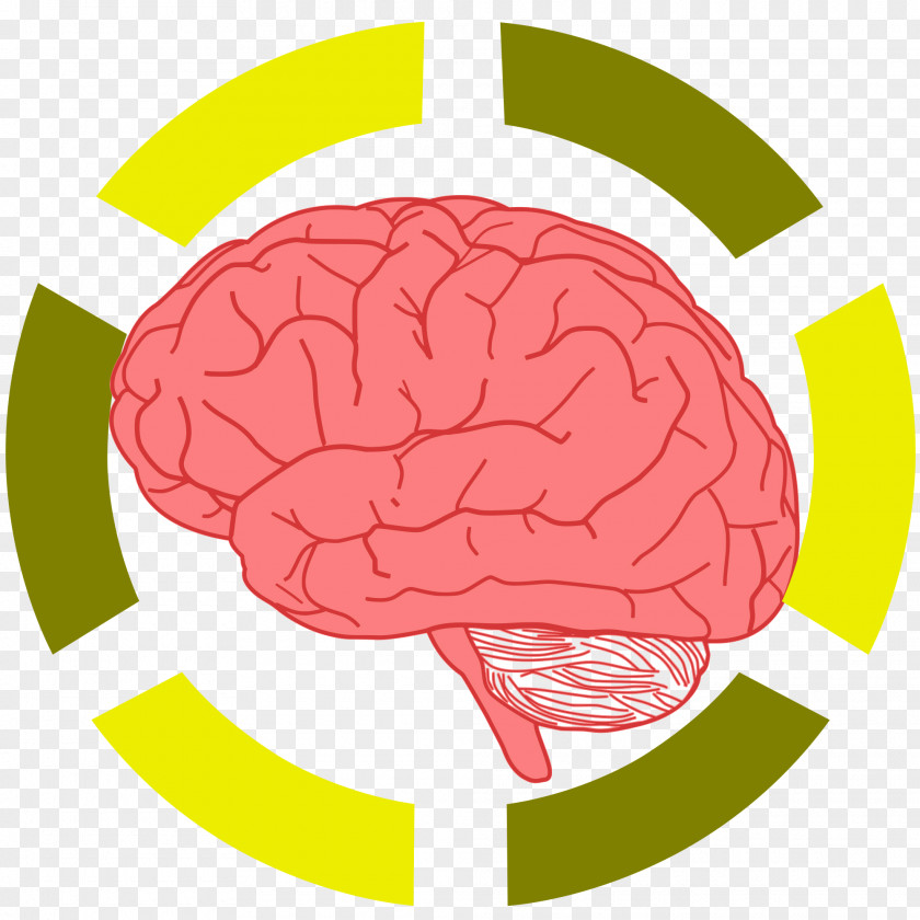 Brain Line Art Clip PNG