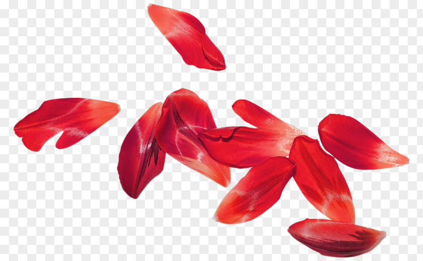 Flower Petal Tulip Garden Roses PNG