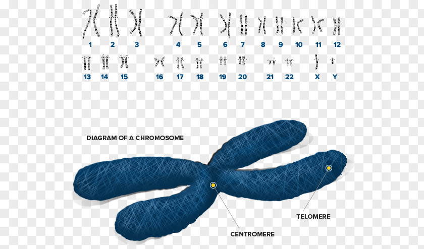 Genographic Project Sex Chromosome Genetics Organelle PNG chromosome Organelle, others clipart PNG