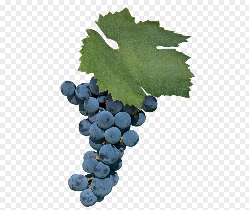 Grape Uva Di Troia Zinfandel Negroamaro Cinsaut PNG