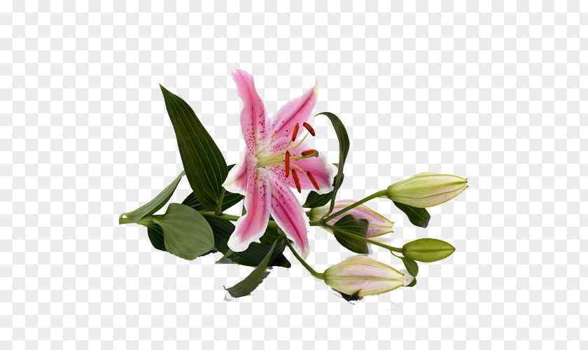 Side Lily Tiger Lilium Bulbiferum Pink Flowers Stock.xchng PNG