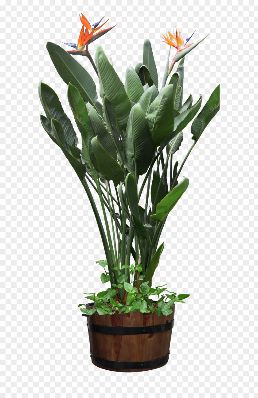 Vase Houseplant Bird Of Paradise Flower Flowerpot PNG