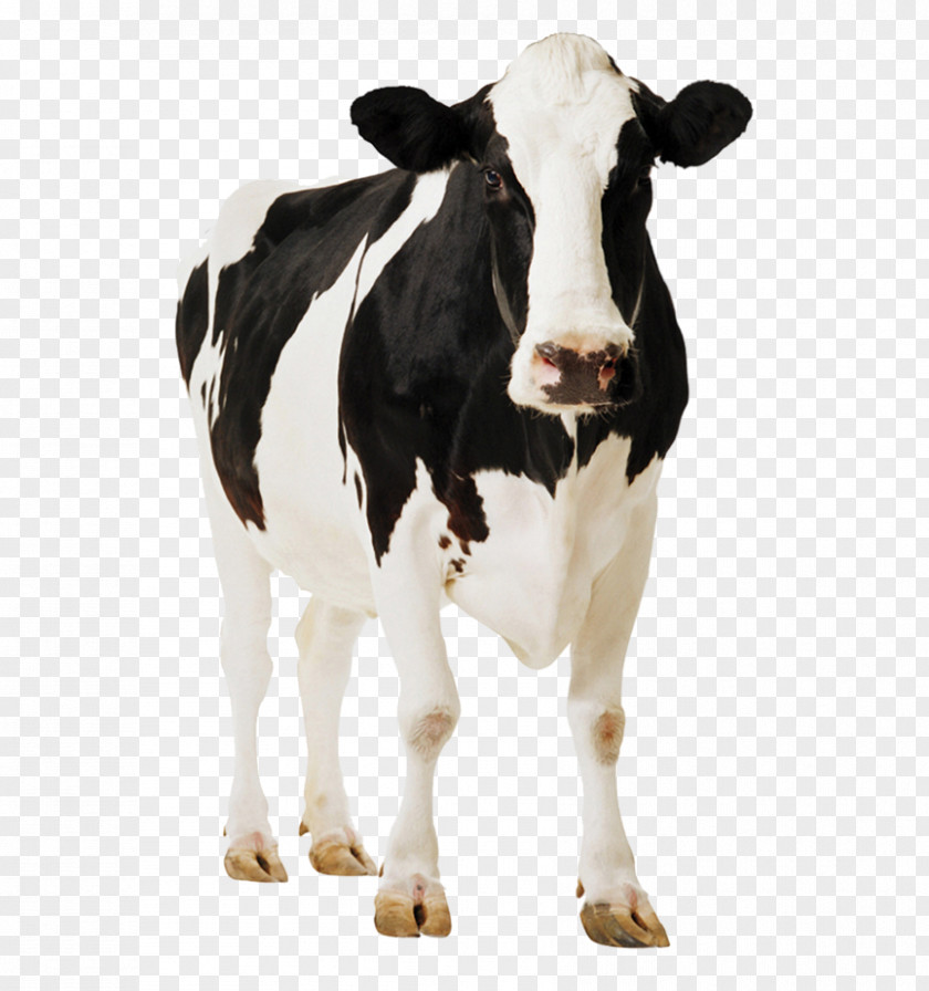 Cow Holstein Friesian Cattle Gyr Milk Dairy PNG