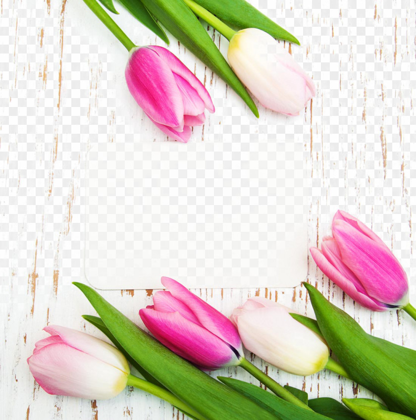 Beautiful Tulips And A Card Tulip Flower Poster Photography PNG