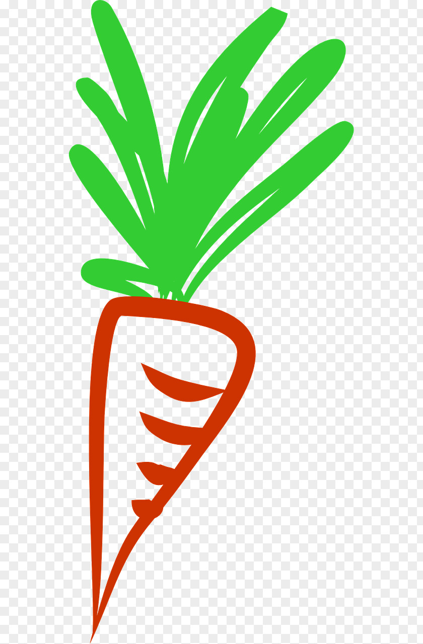 Carrot Health Vegetable Food PNG