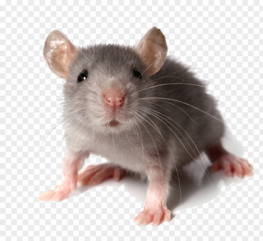 Mouse Computer Rodent Rat Fancy Pest PNG