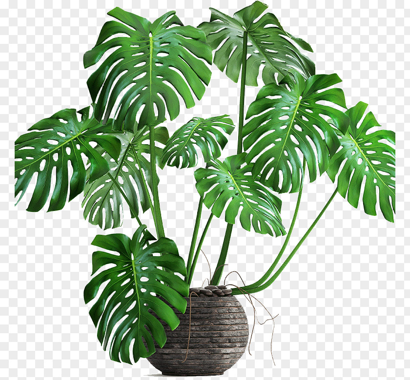 Plant Swiss Cheese Philodendron Bipinnatifidum Houseplant Autodesk 3ds Max PNG