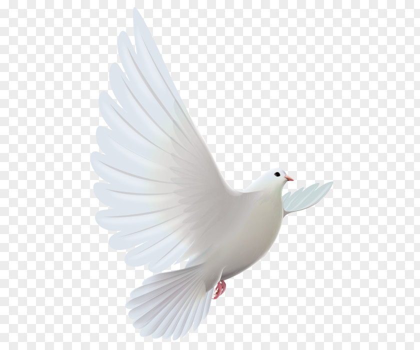 Bird Pigeons And Doves Flight Image PNG