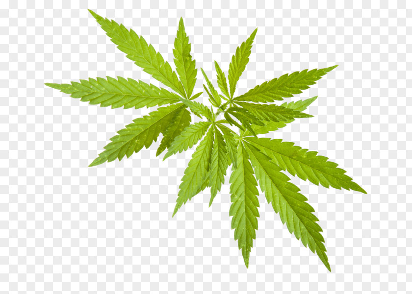 Cannabis Stock Photography Hemp Image PNG