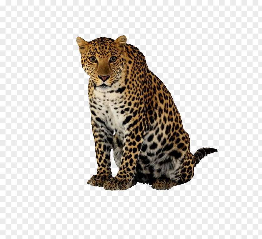 Crouching Leopard Cheetah Jaguar Felidae PNG